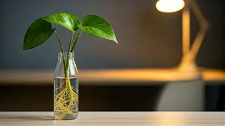 Workspace Decor Goals: Try This Hydroponic Bottle Money Plant Hack