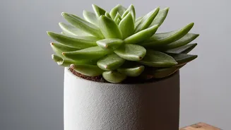 How to build budget-friendly eco hampers with potted succulents and plastic-free festive wrapping