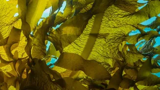 Why The New Ocean Iron Study Matters For Understanding Ecosystem Risks