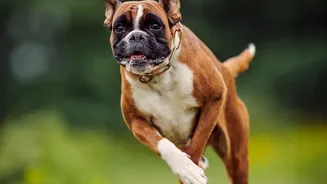 Prevent Painful Paw Fungal Infections In Dogs After Damp Monsoon Walks With These Simple Habits