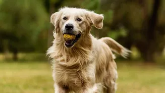 How To Keep Apartment Dog Parks Stress-Free With Simple Group Play Guidelines