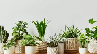 Why you should quarantine new indoor plants