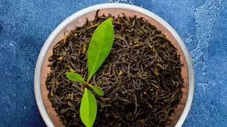 Eco Friendly Plant Nutrition Turn Kitchen Peels And Spent Tea Leaves Into Rich Fertilizer