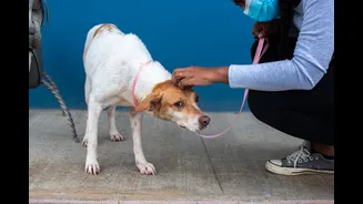 Stray dogs and cattle move under shelters at noon: how animals time the monsoon-shift earlier than humans
