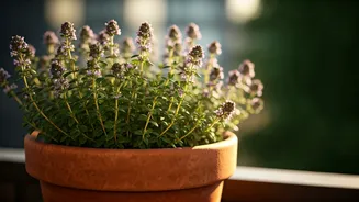 Container Thyme Cultivation: A Balcony Gardener's Guide to Fresh Herbs
