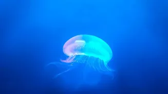 What Researchers Are Discovering About Earth's Deep Ocean