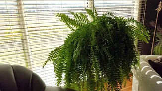 Veja as melhores plantas para decorar sua casa neste inverno