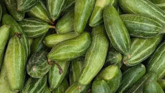 Pointed gourd v/s ivy gourd: Which is healthier?