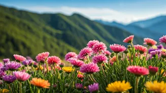 Flower Shows And Hill Vibes Return To Shimla
