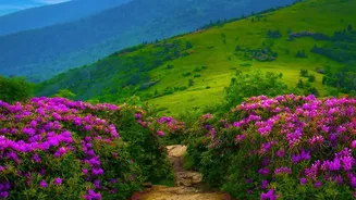 The Rare Flower Behind the Nilgiris' Purple Hills Is Protected by Law