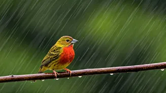 Birds Make Rainy Mornings Feel Less Miserable