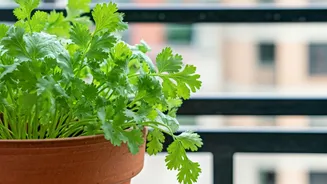 Coriander Makes Balcony Gardening Instantly Useful
