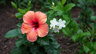 Hibiscus And Jasmine Are Ready For Monsoon Prep