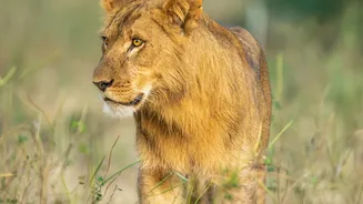 A Historic Return: Asiatic Lions Reappear In Gujarat's Barda Sanctuary
