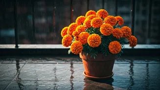 Marigold Containers Are Perfect For Monsoon Balconies