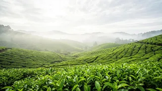 Monsoon Photography Destinations: Where To Find India's Lushest Views