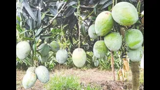 Murshidabad’s lost mango empire where Nawabs married for a mango sapling