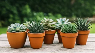 6 Succulents: Green Guardians for Decades!