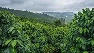 Catch The Early Arrival Of Seasonal Mountain Showers In Chikmagalur