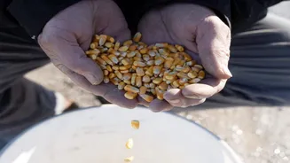 Mega monsoon sets India to record $18 bn fertiliser imports — another bumper crop year in sight?