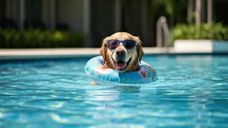 Pet Parents Rush Booking Splash Pool Resorts Prior To Travel