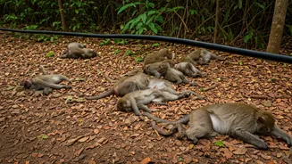 Mysterious Deaths: Monkeys Found Dead