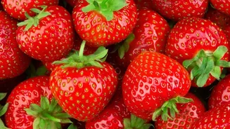High-Tech Strawberry Farming Promises Higher Yields but Raises Cost Barriers