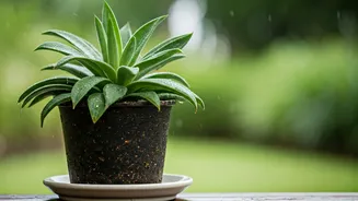 Rainy-Season Plants Need Room To Breathe