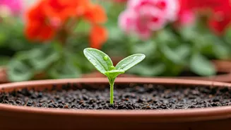 Cultivating Vibrant Geraniums: A Step-by-Step Guide to Growing From Seed