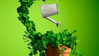 Monsoon Plant Care: The Difference Between Rain And Manual Watering