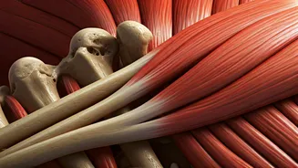 Beyond 30: Rebuilding Muscle and Bone Density for a Healthier You