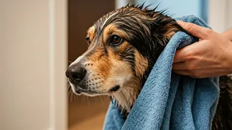 Rainy Pet Care Starts After Every Walk