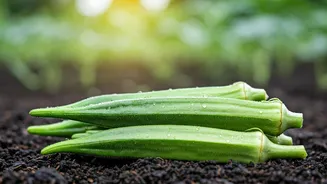 Bhindi Growing Is The Practical Monsoon Hobby