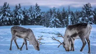 Why Sweden is a must-visit for wildlife lovers