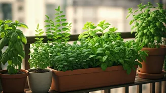 Balcony Herb Gardens Are Perfect For Indian Homes