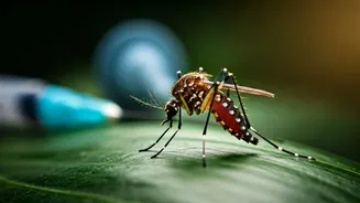 Dengue Prevention Has Entered Wider India