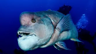 Why Giant Pressure Differences Make Bringing Deep Sea Creatures To Surface Impossible