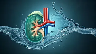 Kidney Health: Mastering Hydration for Optimal Kidney Function in India