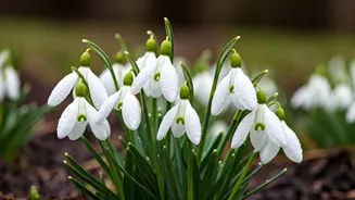 March's Marvels: Discover Unique Flowers Blooming Around the Globe