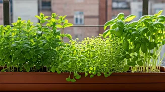 Start Creative Balcony Farming Journeys With Zero Prior Plant Experience