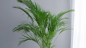 Research Suggests Indoor Plants Offer Lifestyle Benefits Beyond Air Cleaning