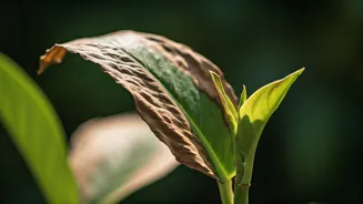 Revive Your Sunburnt Houseplants: A Step-by-Step Guide to Recovery