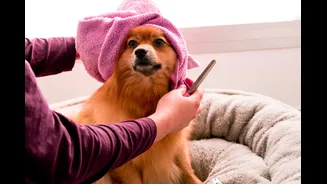 Monsoon Pet Care: Keeping Your Dog Healthy in Rainy Season
