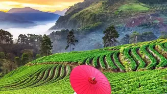 AI Forecasting Helps Farmers Avoid Spraying Strawberries Before Rain