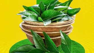 How Indigenous Botanicals Replace Artificial Syrups In Refreshing Cold Tea Drinks
