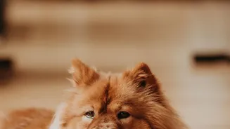 How To Use Background Music To Neutralise Low-Frequency Thunder Sounds For Dogs