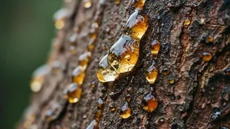 Surprising health benefits of tree resins