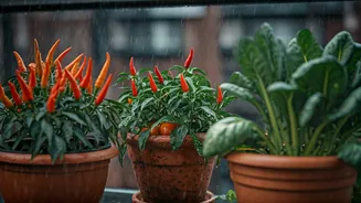 Small-Space Vegetables Are Winning The Monsoon Feed