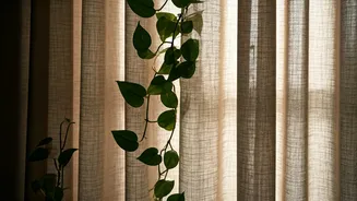 Combine Organic Linen Drapes With Devil Ivy For Cozy Bedrooms