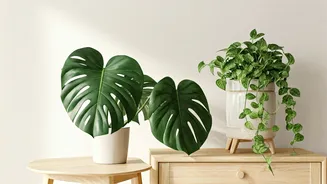 Room Upgrades Are Getting Leafy And Low-Effort
